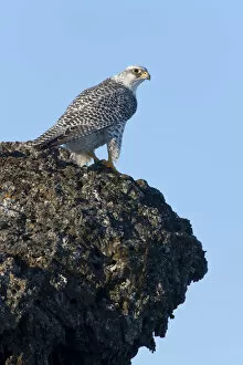Female Gyrfalcon (Falco rusticolus) on rock ledge, Myvatn, Thingeyjarsyslur, Iceland