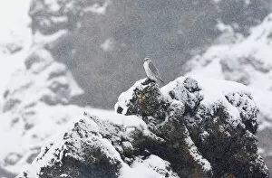 Images Dated 2nd April 2009: Female Gyrfalcon (Falco rusticolus) in snow, Myvatn, Thingeyjarsyslur, Iceland, April