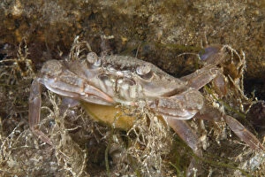 Images Dated 5th June 2013: Female Harbour Crab with eggs (Liocarcinus depurator) Bouley Bay, Jersey, British Channel Islands