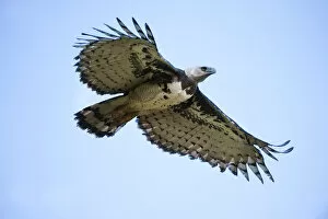 American Harpy Eagle Gallery: Female Harpy Eagle (Harpia harpyja) in flight