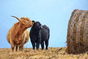 Female Highland cow (Bos taurus) licking its calf next to hay bale, Exmoor National Park, Somerset / Devon, England
