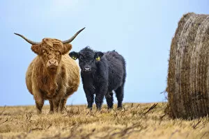 Images Dated 17th May 2022: Female Highland cow and calf (Bos taurus) next to hay bale, Exmoor National Park