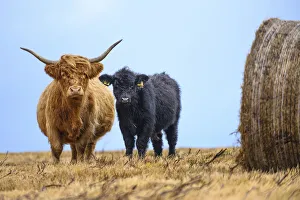 Female Highland cow and calf (Bos taurus) next to hay bale, Exmoor National Park, Somerset / Devon, England. November Female Highland cow and calf (Bos taurus) next to hay bale, Exmoor National Park, Somerset / Devon, England. November