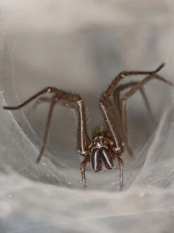 Female House spider (Tegenaria sp.) at the mouth of her tubular silk retreat in an old stone wall