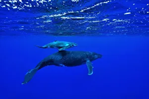 Follow Prints: Female humpback whale (Megaptera novaeangliae) with its very young calf at the surface