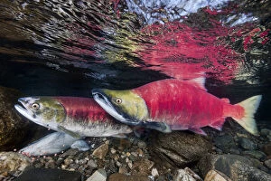 Migration Gallery: A female (in front) and male Sockeye salmon (Oncorhynchus nerka