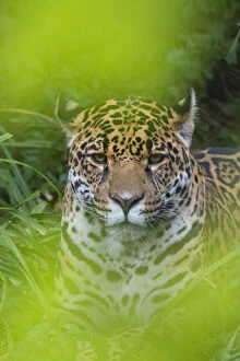 Female Jaguar (Panthera onca), captive, occurs in Southern and Central America