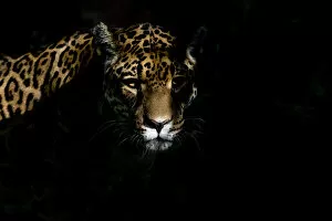Images Dated 20th August 2013: Female Jaguar (Panthera onca), captive, occurs in Southern and Central America