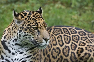 Female Jaguar (Panthera onca), captive, occurs in Southern and Central America