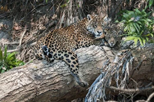 Images Dated 12th September 2014: Female Jaguar (Panthera onca palustris) with cub (estimated age 5 months), resting