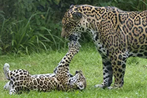 Images Dated 20th August 2013: Female Jaguar (Panthera onca) playing with her cub, captive, occurs in Southern