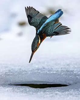 A female kingfisher (Alcedo atthis) fishing / diving into an ice hole in winter