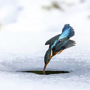April 2022 highlights Gallery: A female kingfisher (Alcedo atthis) fishing / diving into an ice hole in winter