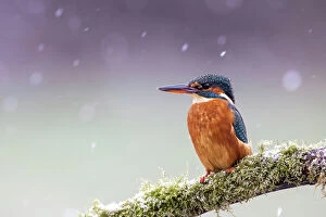 Images Dated 2nd February 2022: A female kingfisher (Alcedo atthis) perched on a branch in snow. Leeds, Yorkshire, UK. January