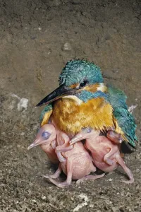 Female Kingfisher (Alcedo atthis) covering and protecting her chicks, aged 5 days, in an artificial nest, Italy