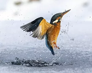 December 2021 Highlights Gallery: A female kingfisher (Alcedo atthis) fishing, flying out of an ice hole in winter