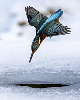 Yorkshire Prints: A female kingfisher (Alcedo atthis) fishing / diving into an ice hole in winter