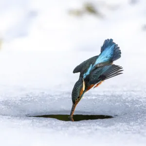 Yorkshire Prints: A female kingfisher (Alcedo atthis) fishing / diving into an ice hole in winter