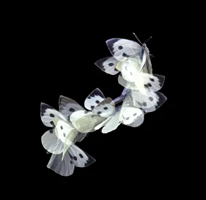 Lepidoptera Prints: Female Large white / Cabbage white butterfly (Pieris brassicae) in flight, Surrey, UK