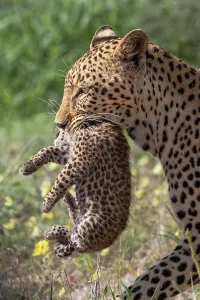 Animal Markings Prints: Female Leopard (Panthera pardus) carrying cub in her mouth to their new den