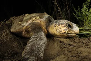 Turkey Prints: Female Loggerhead turtle (Caretta caretta) crawling up beach in search of spot to lay eggs