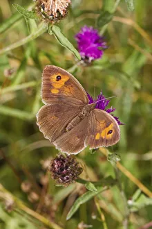 Epinephele Splendida Prints: Female Meadow brown butterfly (Maniola jurtina) feeding on thistle