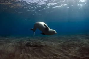 Seals Prints: Female Mediterranean Monk seal (Monachus monachus) Deserta Grande, Desertas Islands