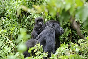 Mountain Gorilla Gallery: Female Mountain gorilla (Gorilla beringei) carrying baby on her back, Volcanoes National Park