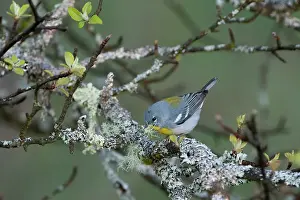 Spring Prints: Female Northern parula (Setophaga americana) gathering strands of lichen as nest material