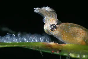 Black Background Gallery: Female Northern pygmy squid (Idiosepius paradoxus) preparing to lay another egg on a blade of