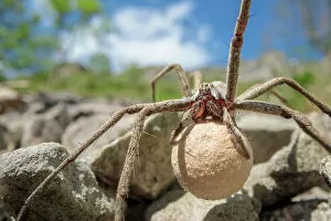 Animal Eggs Gallery: Female Nursery web spider (Pisaura mirabilis) carrying egg sac, Peak District National Park