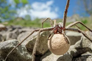 Female Nursery web spider (Pisaura mirabilis) carrying egg sac, Peak District National Park, Derbyshire, UK. June