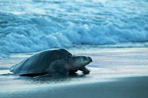 Female Olive ridley turtle (Lepidochelys olivacea) coming ashore at dusk to lay eggs, Oaxaca, Mexico, Pacific Ocean
