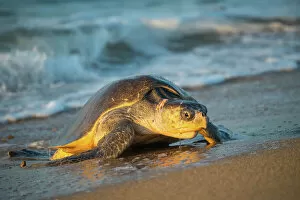 Images Dated 2nd August 2022: Female Olive ridley turtle (Lepidochelys olivacea) coming ashore at dawn to lay eggs, Oaxaca