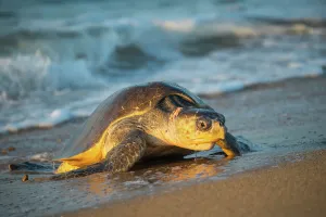 September 2022 Highlights Prints: Female Olive ridley turtle (Lepidochelys olivacea) coming ashore at dawn to lay eggs