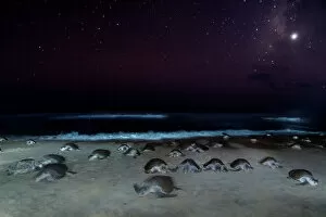 Female Olive ridley turtles (Lepidochelys olivacea) coming ashore at night in large numbers to lay eggs during arribada