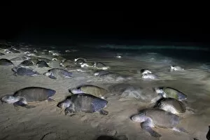 Images Dated 2nd August 2022: Female Olive ridley turtles (Lepidochelys olivacea) coming ashore at night in large numbers to lay