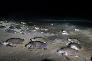 September 2022 Highlights Prints: Female Olive ridley turtles (Lepidochelys olivacea)