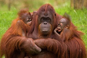 Orangutans Collection: Female Orang Utan (Pongo pygmaeus) [Sandy, born 29.04.82] sitting, holding two young