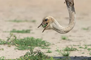 Female Ostrich (Struthio camelus) feeding on desert plants, Kgalagadi Transfrontier Park, South Africa