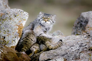 Images Dated 30th September 2021: Female Pallass cat (Otocolobus manul) suckling four young kittens at their den