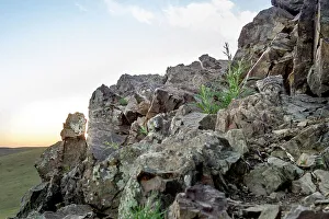 Camouflage Gallery: A female Pallas's cat (Otocolobus manul) with two young kittens hiding amongst rocks at their den