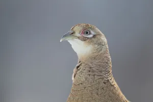 Female Pheasant (Phasianus colchicus) portrait Cairngorms National Park, Scotland, April