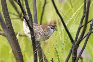 Estrildid Prints: Female Plum-headed finch (Neochima modesta) feeding in long grass
