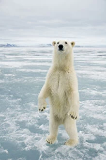 Female Polar bear (Ursus maritimus) curiously checks out the photographer, standing