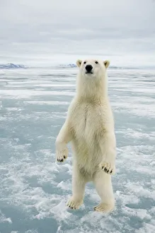 Female Polar bear (Ursus maritimus) curiously checks out the photographer, standing Female Polar bear (Ursus maritimus) curiously checks out the photographer, standing