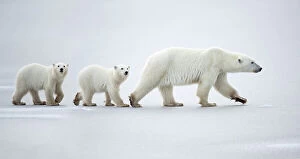 Images Dated 6th April 2022: Female polar bear (Ursus maritimus) with two cubs walking in a line across snow, Churchill