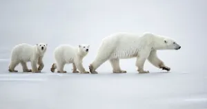 Moving Collection: Female polar bear (Ursus maritimus) with two cubs walking in a line across snow, Churchill