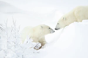 Ursidae Gallery: Female Polar bear (Ursus maritimus) with cub in snow, Churchill, Canada. November