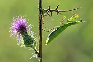 Insect Gallery: Female Praying mantis (Mantis religiosa) crawling on thistle, Lorraine, France. August